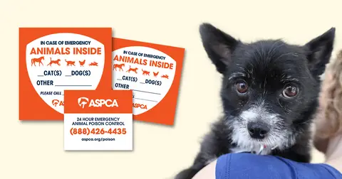 Free Pet Safety Pack With Window Stickers and Magnet