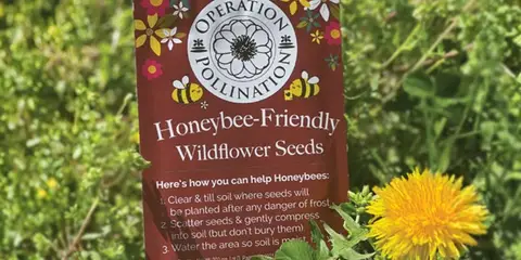 Free Wildflower Seed Packets from Operation Pollination
