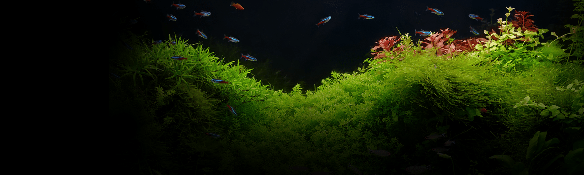 Fluval Aquarium Product Tester Program (Free Products)