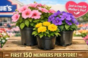 Free Spring Flower at Lowe's for Mother's Day